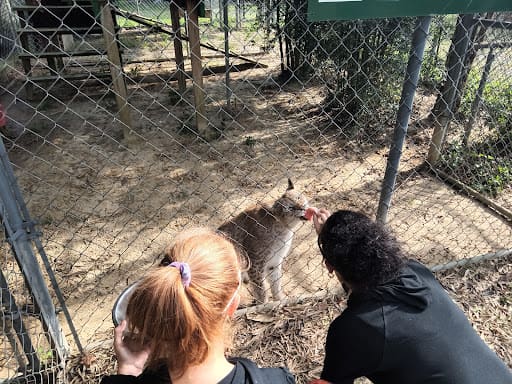 Bear Creek Feline Center